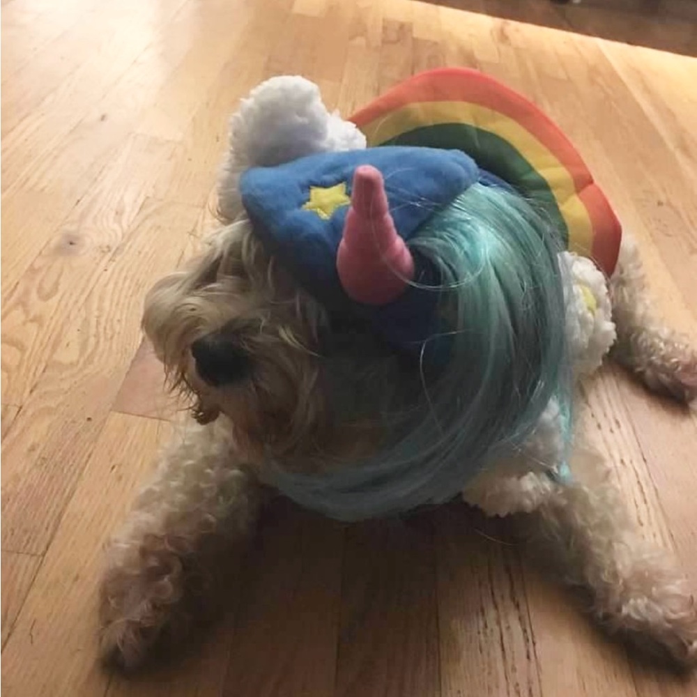 Dog costume
